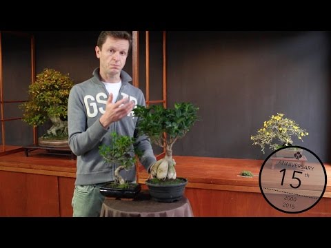 Ficus Bonsai care, Teunis Jan Klein