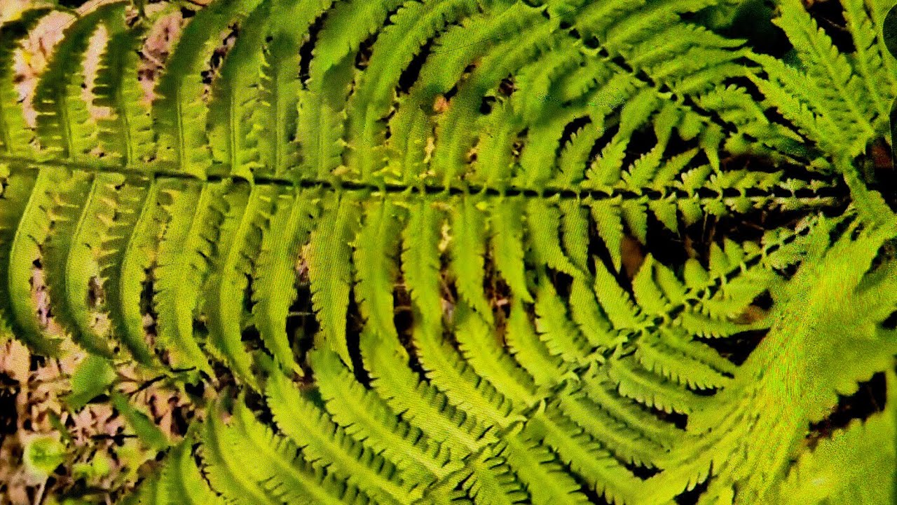 맛있어요🌿청나래고비 풀고비 라고도 하지요 뿌리가 주먹처럼 생겼기 에 고사리가 아닙니다 수많은 고비중에 🤗 유일하게 쓰지않고요 보들보들 맛있어요 