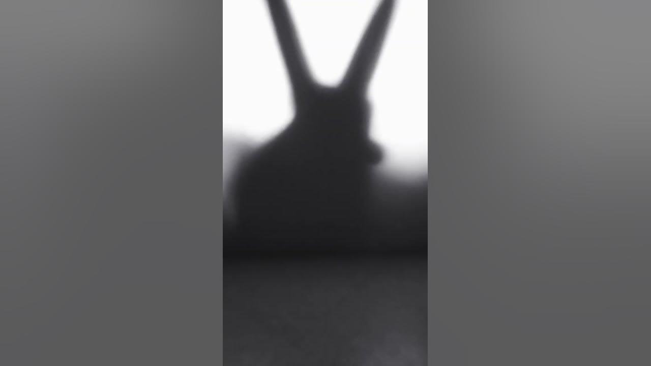Bunny bunny bunny ur so funny - YouTube