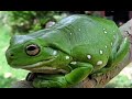 ضفدع صوت ضفدع 