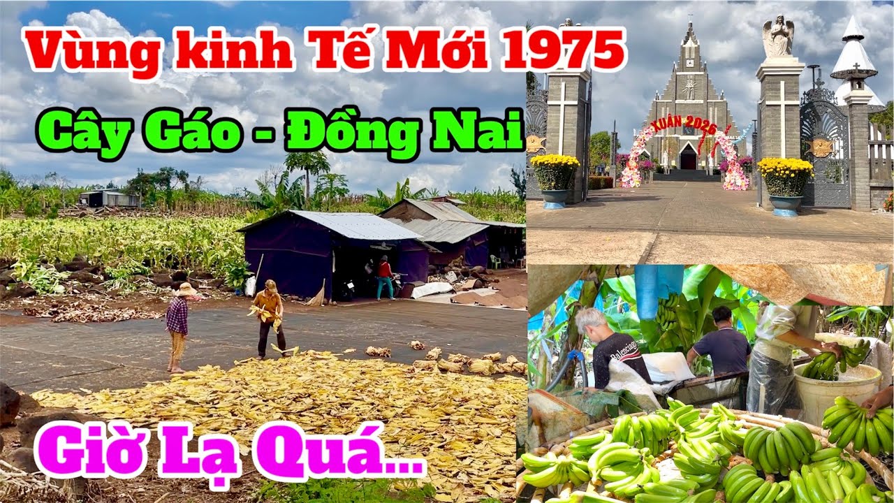 Vùng kinh tế mới 1975 cây gáo, đồng nai giờ lạ quá 27/2