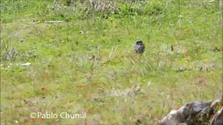 Goldman´s Warbler todos santos cuchumatanes birdwatching tours in Guatemala pablo chumil