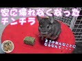 【おバカ】ミルキューを食べてたら家に帰れなくなったチンチラ Chinchilla was shut out from his cage while eating new snack.