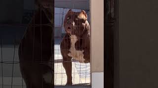 Pitbull Latindo De Trás Da Pilastra