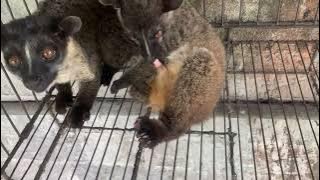 Perbedaan musang akar jantan dan betina