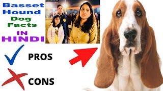 Popular Dog Basset Hound  The Good AND The Bad!