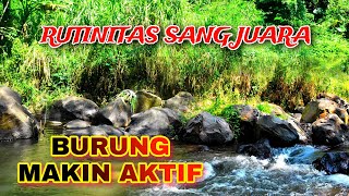 Download lagu A Champion's Morning, Afternoon & Night Routine: Forest Sounds & Water Therapy to Get Your Bird