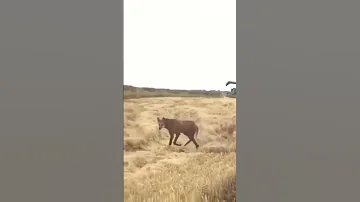 Кто знаешь, что это за зверь? Похож на шакала но большой как волк!Замечен в Ингушетии!