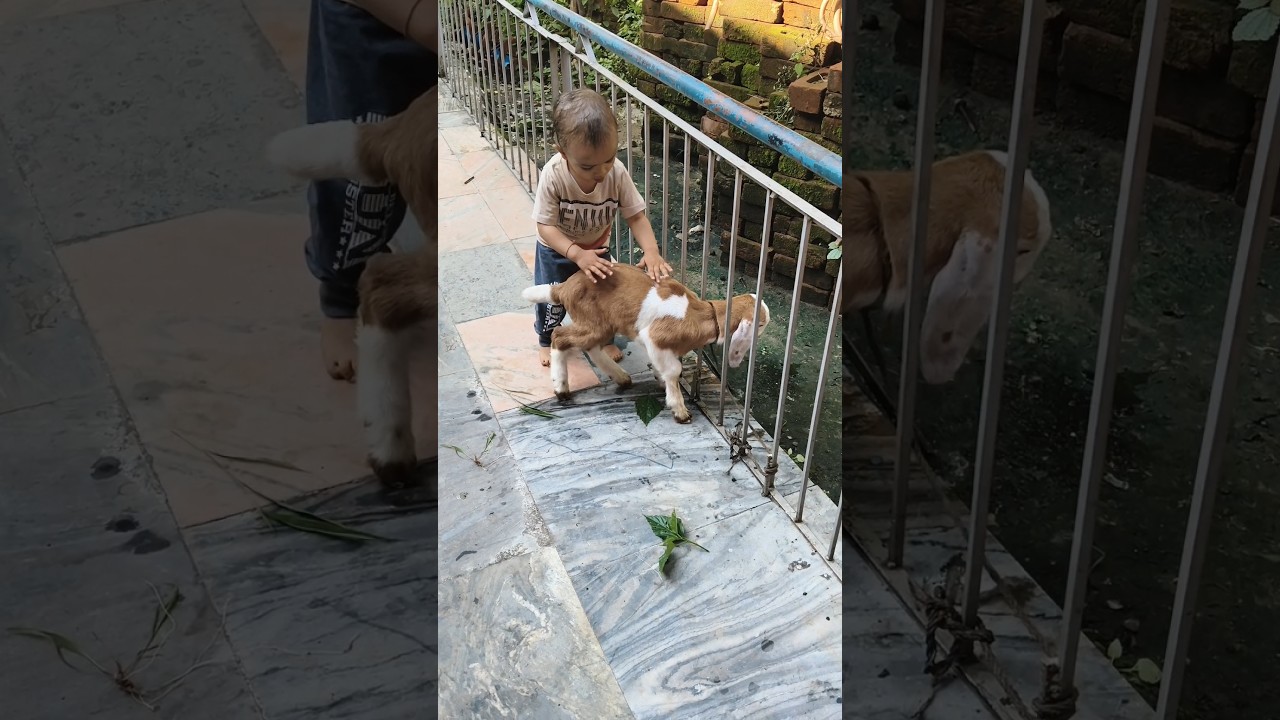 अरे अरे रुको,,,#cutebaby #babygoat #friendship #newfriendshipstatus