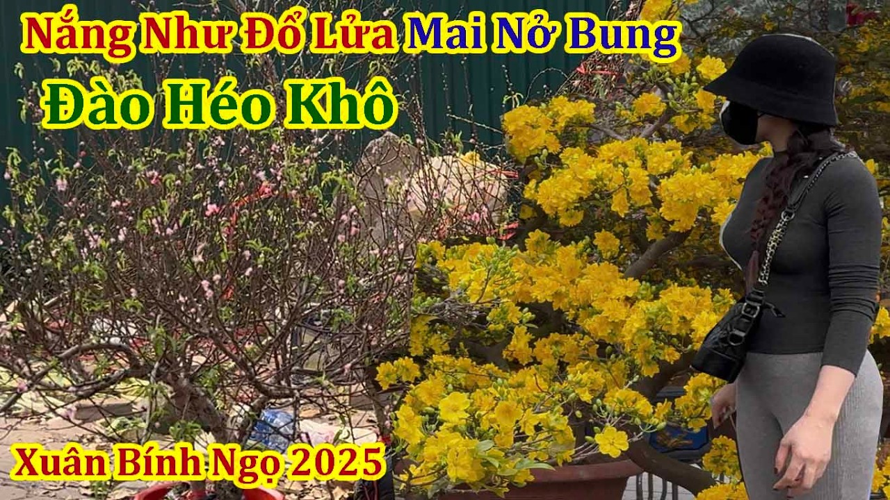 Потрясающая картина: пылающий весенний день в лучах солнца, увядшие персиковые и цветущие абрикос...