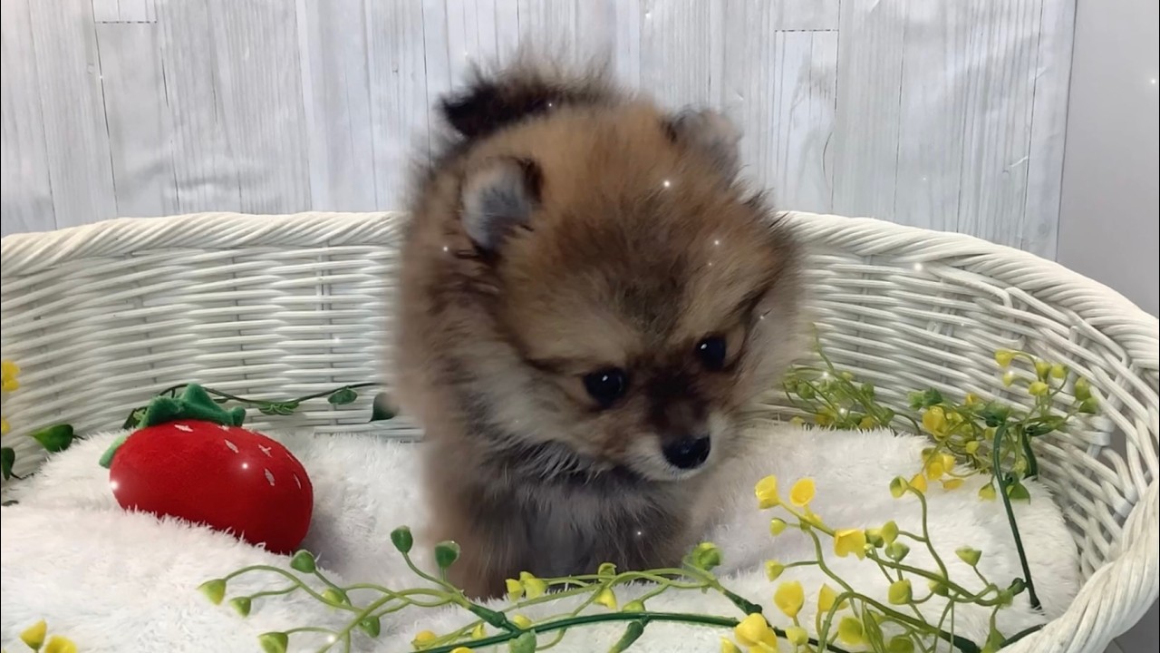 ポメラニアン♂2602D0174 - YouTube