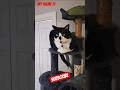 funny cat #shorts #cat #funnycats #catvideos #cutecat  #viralcats  #youtubeshorts