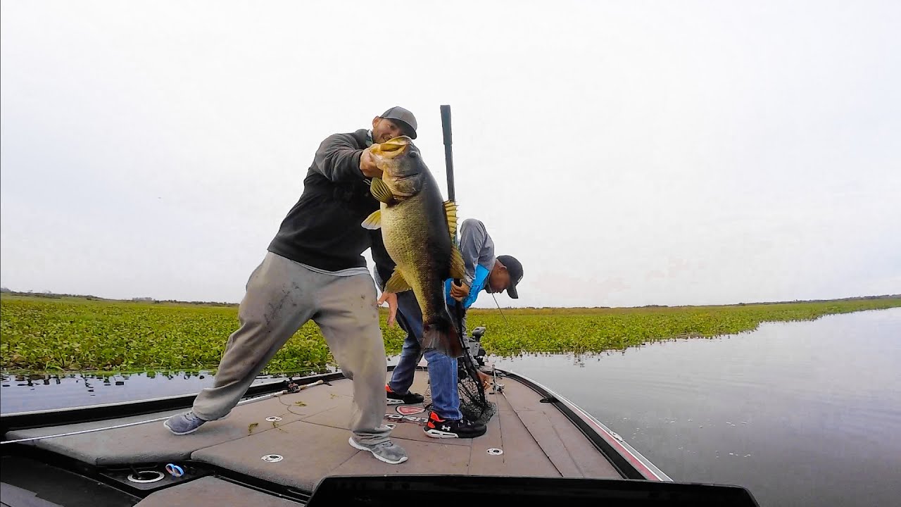 Topwater around GRASS catches BIG Bass