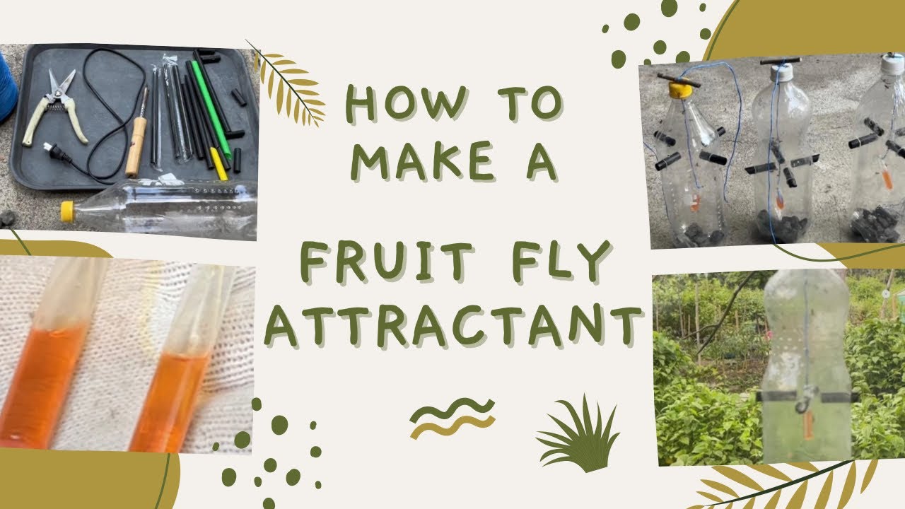 How to Get Rid of Fruit Flies – Cute DIY Projects