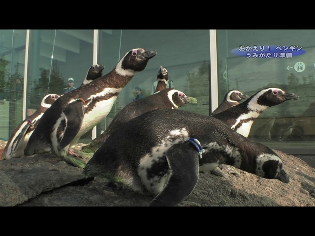 ≪上越妙高百景≫おかえりマゼランペンギン！搬入の様子 - YouTube