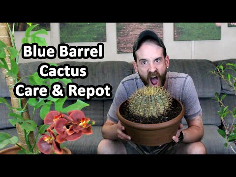 וִידֵאוֹ: מידע על Blue Barrel Cactus: למד כיצד לגדל קקטוס חבית כחולה
