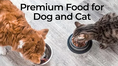 Video 6735521: persian cat food review, best persian cat food, kitten best cat food