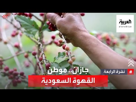 جازان موطن القهوة السعودية ب400 ألف شتلة