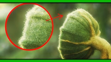 Creating realistic plant on Cinema 4D & Octane (FULL PROCESS)