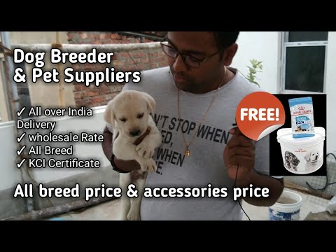 The Dogspot || Dog Breeder & Pet Suppliers || High quality Puppy for sale all over India ||