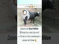 Деревенский Gucci Edition 🐄 #животные #мемчик #ютуб #мемы #ютубшортс #смех #юмор #смешно #майнкрафт