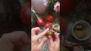 Манго выращиваем дома #садоводничество #манго