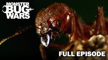 Super Slayers Of The Underworld | Monster Bug Wars | Full Episode | S2 E6