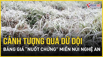 Cảnh tượng quá dữ dội, băng giá “nuốt chửng” miền núi Nghệ An, bộ đội biên phòng hành động khẩn