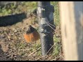 Eastern Black Redstart Sheringham Christmas day 2025