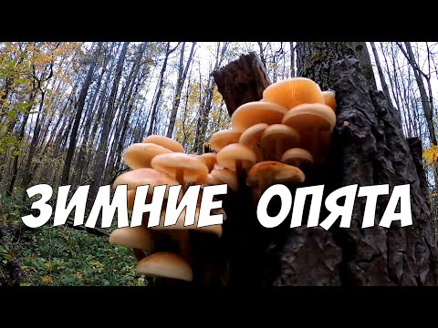 Зимние опята -  советы, секреты, польза и где растут