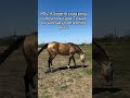 POV as you can see we have many horses at our sanctuary so please you can support us #helphorses