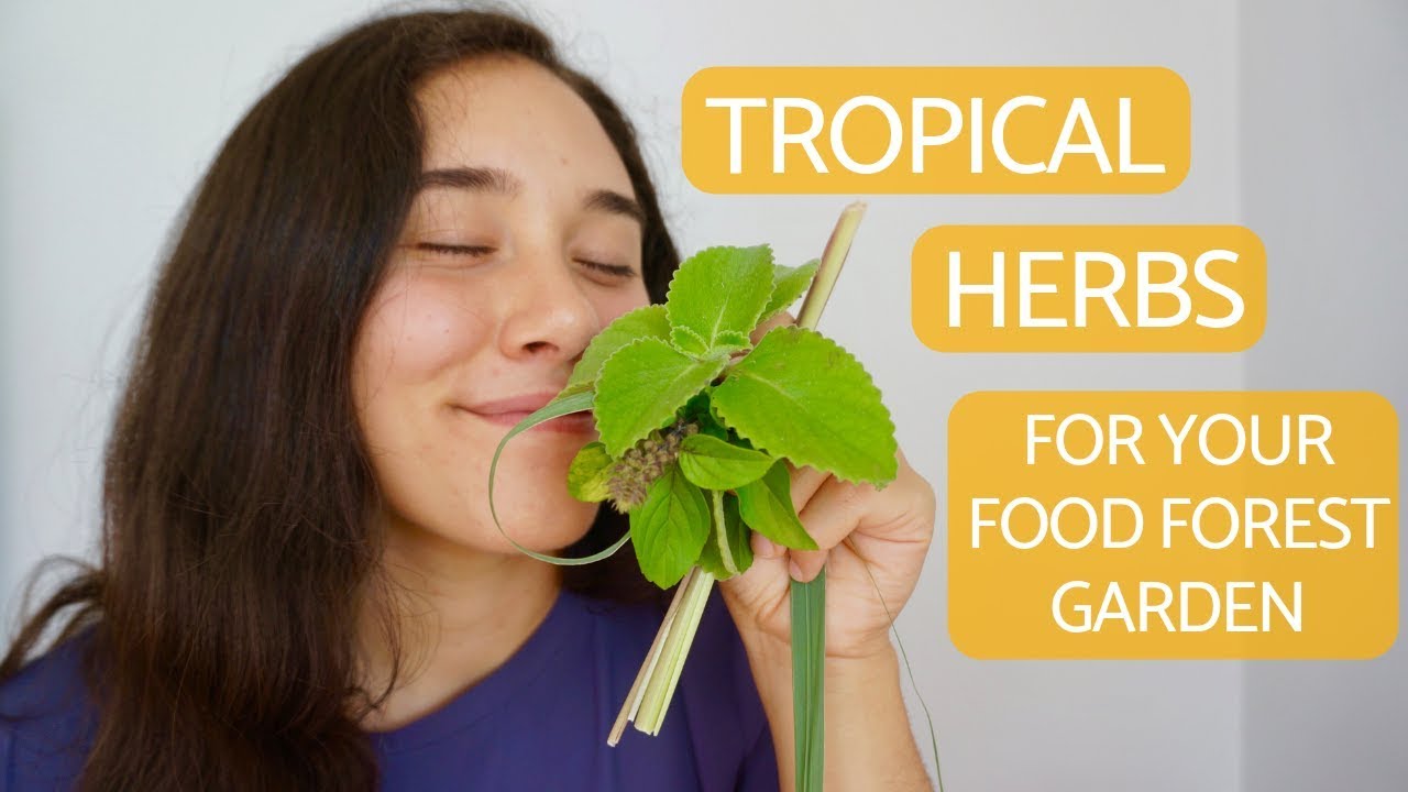 Heat and Sun Tolerant Herbs Tropical Herbs for your Garden Herbs