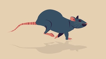 rat walk&run cycle animation