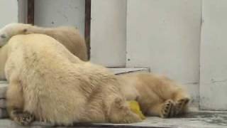 何が見える？　ホッキョクグマのこぐま