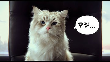 映画『メン・イン・キャット』予告編