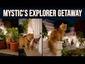 This Cat Was Scared… Until Curiosity Took Over