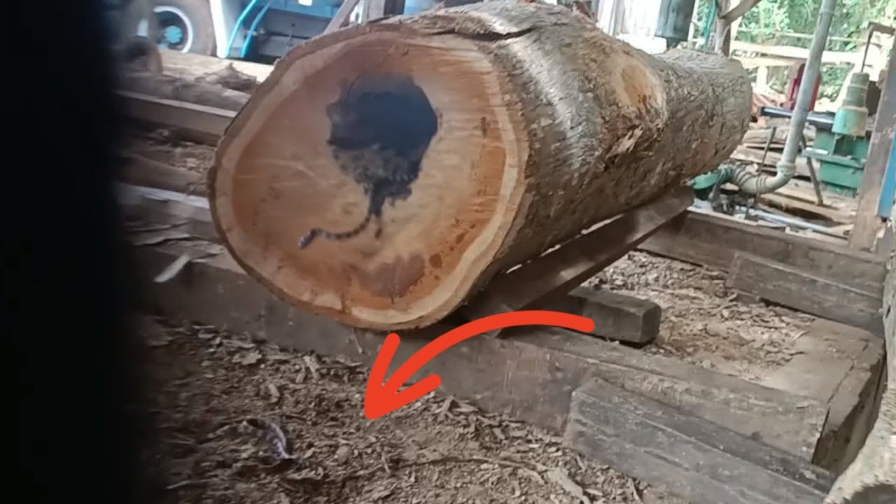 Can't believe it, but there is a surprising discovery in hollow teak wood 