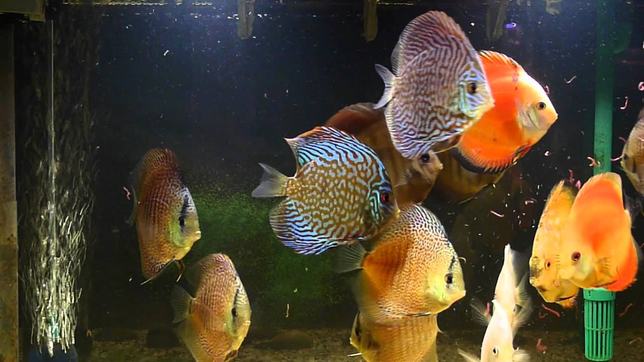 download bloodworm feeding download bloodworm feeding
