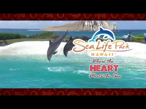 Sea Life Park Hawaii - Where the Heart Meets the Sea