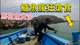 咬瘋了七星鱸瘋狂搶食這盛況台灣本島釣魚遇不到啊馬祖北竿船鱸EP1 #赫馬士#馬祖釣魚#路亞船拋