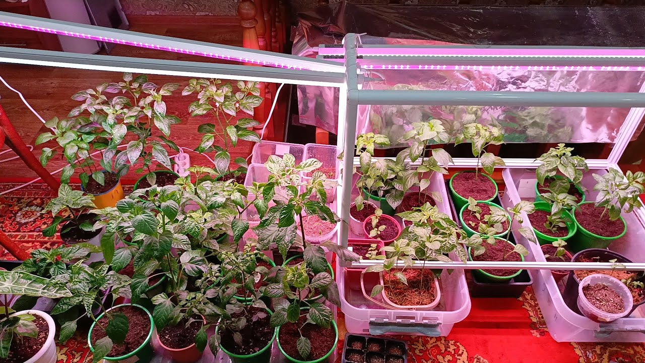 Острые перцы сезон 2026 #город61 