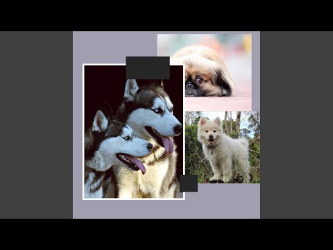 Videó: Wiggly Pup Blisses ki a hasi dörzsölés után lezárva egy alagsorban 2 hétig