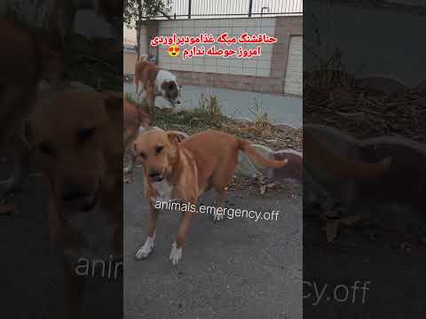 درود دوستان حنا میگه حوصله ندارم غذا بده سگ مهربون  