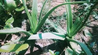 aloe vera ka plant