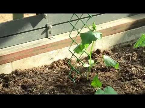 Опора для огурцов и томатов - YouTube