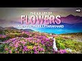 हा यह जगह भारत में है आप यकीन नही करोंगे | Valley Of Flowers National Park , Uttarakhand