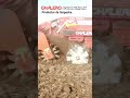 Resultados con acondicionadora de suelos Cultimax Chalero 📍Suipacha, Bs As 🇦🇷