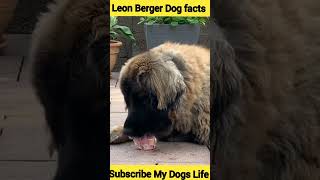 Leon Berger || leon berger dog