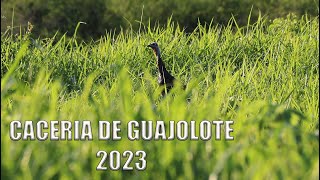 CACERIA DE GUAJOLOTE EN TAMAULIPAS 2023 | RANCHO EL FAISAN