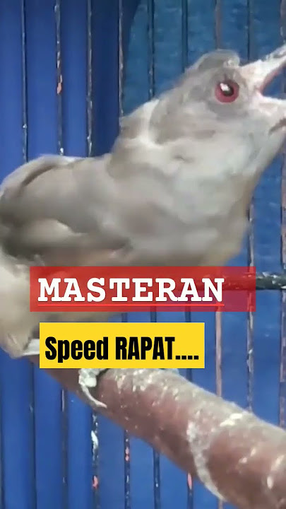 BURUNG MURAI AIR GACOR